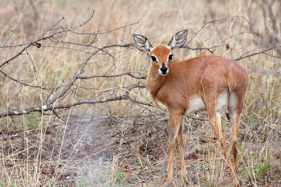 A female steenbok (Raphicerus campestris) doing 180 degrees. Canon 50D, Canon EF 400mm f/5.6 L USM, 1/640, f/8, iso 500, handhold from car.