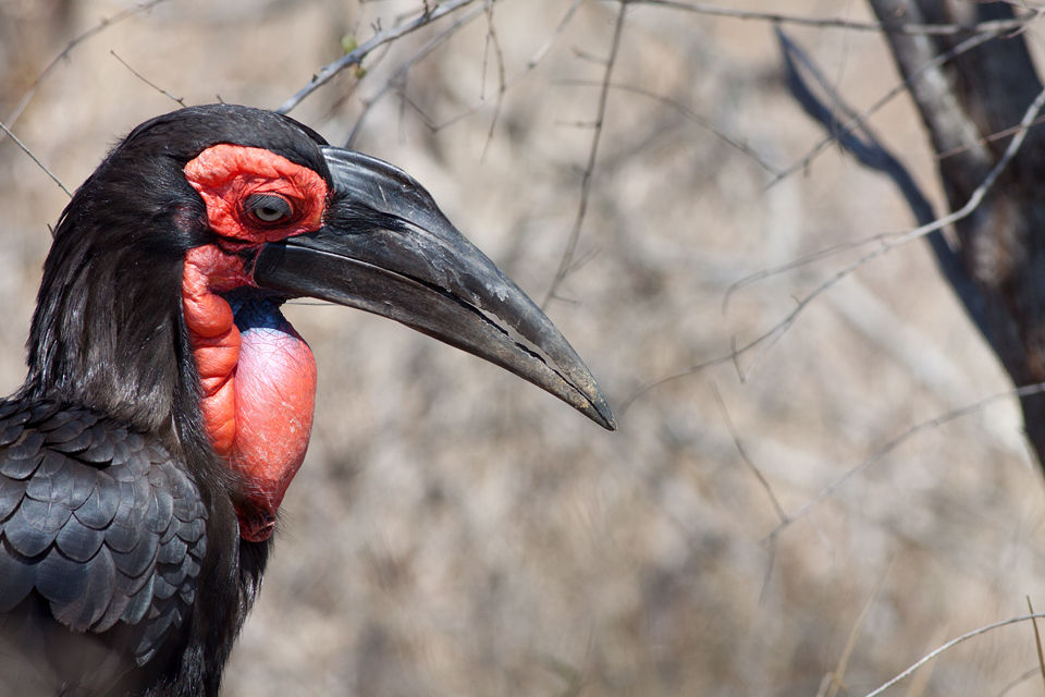 The vulnerable, but big Southern ground hornbill (Bucorvus leadbeateri). Canon 50D, Canon EF 400mm f/5.6 L USM, 1/500, f/8, iso 320, handhold from car.