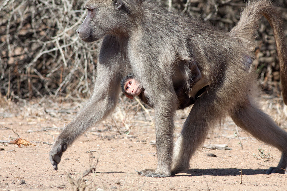 A curious baby chacma baboon (Papio ursinus) seeing the world upside down. Canon 50D, Canon EF 400mm f/5.6 L USM, 1/500, f/8, iso 320, handhold from car.