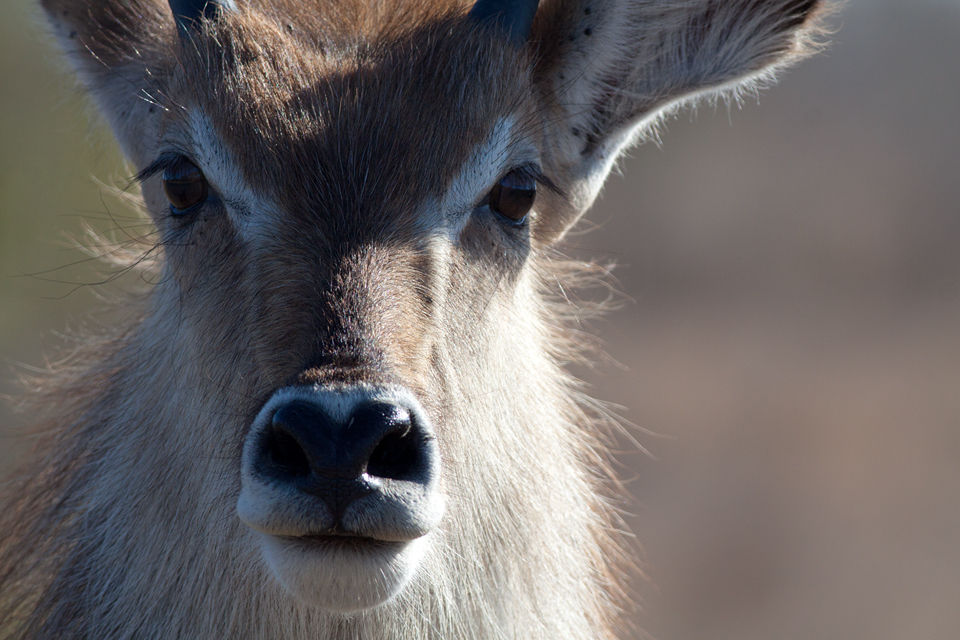 A male waterbuck (Kobus ellipsiprymnus) looking into the lens. Canon 50D, Canon EF 400mm f/5.6 L USM, 1/500, f/8, iso 250, handhold from car.