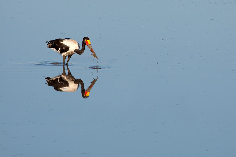 A good catch for a saddle-billed stork (Ephippiorhynchus senegalensis). Canon 50D, Canon EF 400mm f/5.6 L USM, 1/500, f/8, iso 160, handhold from car.