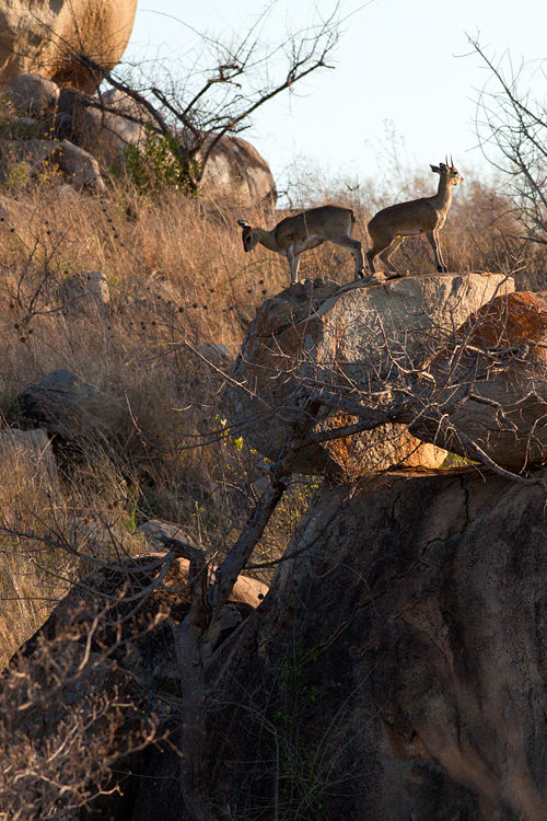 A couple of klipspringers (Oreotragus oreotragus) in the afternoon sunlight. Canon 50D, Canon EF 400mm f/5.6 L USM, 1/500, f/8, iso 400, handhold from car.