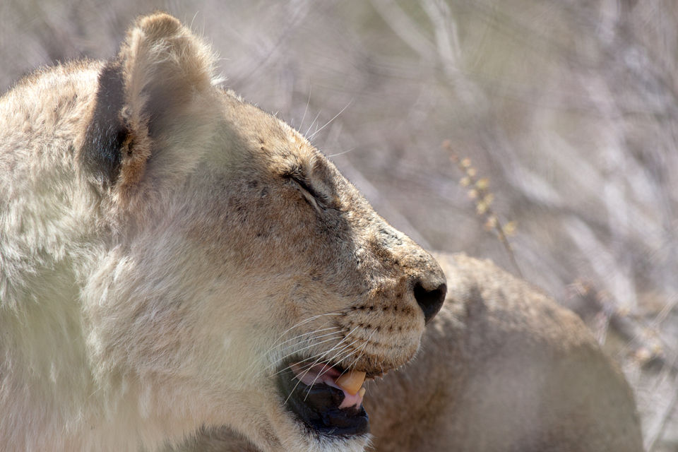 A lioness (Panthera leo) in the hot afternoon sun. Canon 50D, Canon EF 400mm f/5.6 L USM, 1/500, f/8, iso 320, handhold from car.