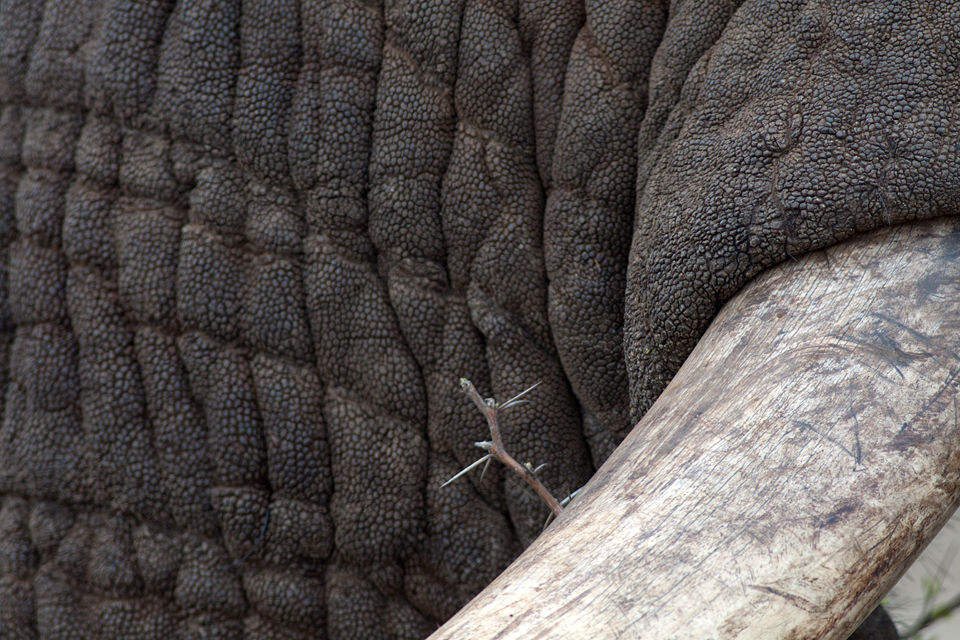 A close-up of a tusk from an African elephant (Loxodonta africana). Canon 50D, Canon EF 400mm f/5.6 L USM, 1/320, f/6.3, iso 250, handhold from car.