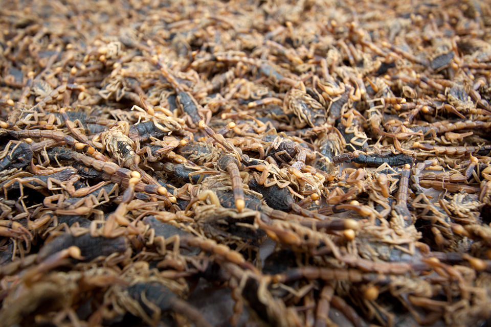 Dead scorpions for sale. Canon 50D, Canon EF-S 10-22mm f/3.5-4.5 USM, 1/50, f/5.6, iso 100, handheld.