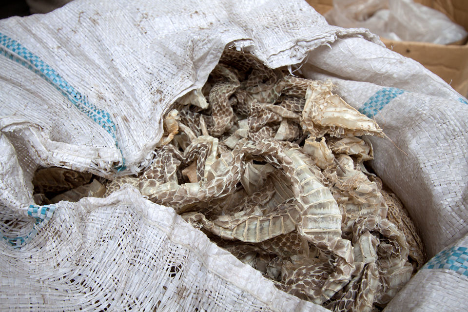 Bags of shed snake skin. Dead scorpions for sale. Canon 50D, Canon EF-S 10-22mm f/3.5-4.5 USM, 1/80, f/7.1, iso 100, handheld.