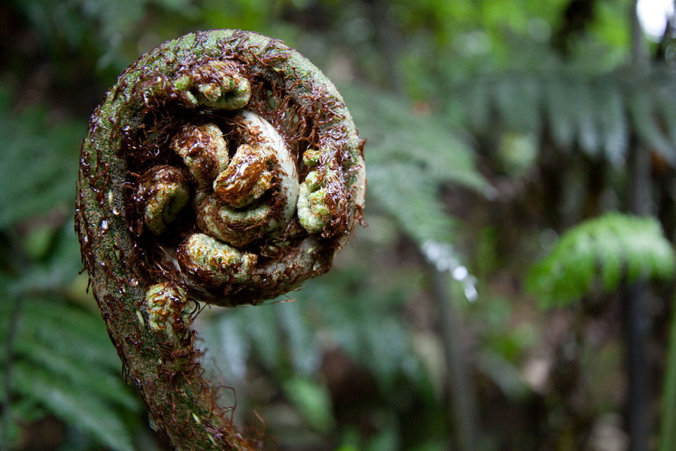 An emerging fern leaf. Canon 50D, Canon EF-S 10-22mm f/3.5-4.5 USM, 1/30, f/4.5, iso 1600, handheld.