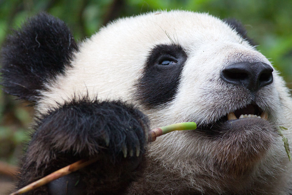 A (captive) panda (Ailuropoda melanoleuca) chewing bamboo. Canon 50D, Canon EF 400mm f/5.6 L USM, 1/500, f/8, iso 1000, handhold.