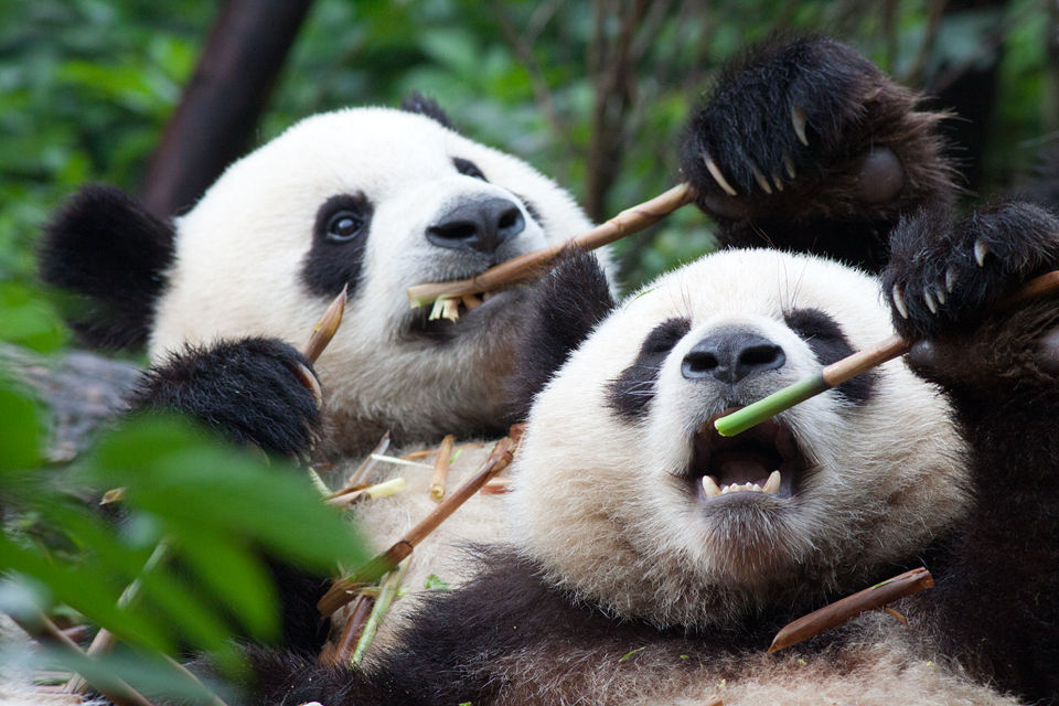 Two (captive) panda's (Ailuropoda melanoleuca) enjoying breakfast. Canon 50D, Canon EF 400mm f/5.6 L USM, 1/500, f/8, iso 1250, handhold.