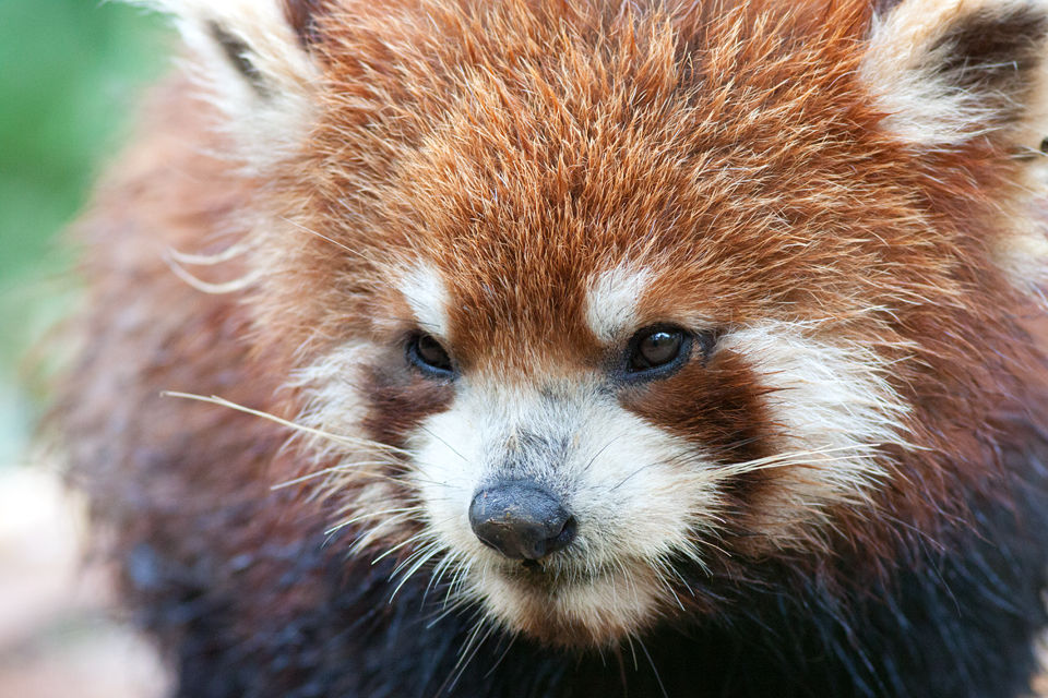 A somewhat crumpled (captive) red panda (Ailurus fulgens). Canon 50D, Canon EF 400mm f/5.6 L USM, 1/200, f/5.6, iso 1600, handhold.