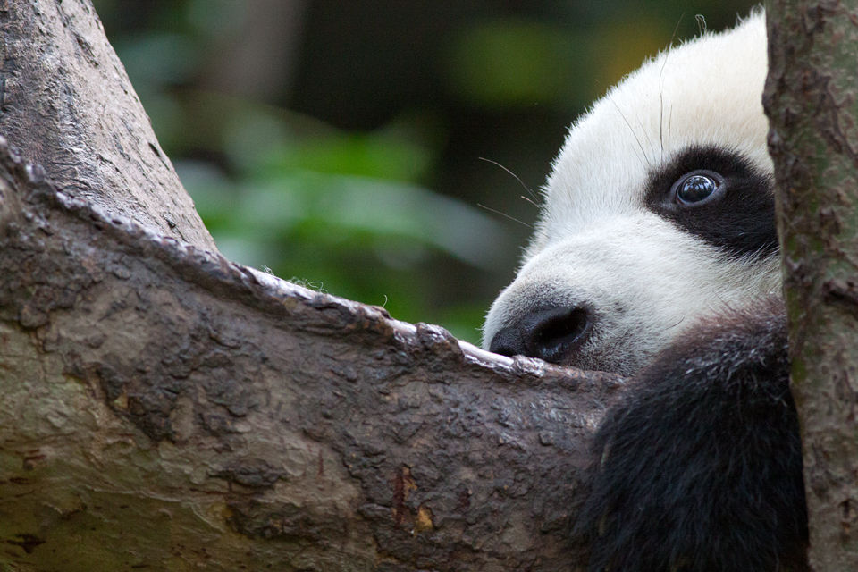 A (captive) young panda (Ailuropoda melanoleuca) holding on for dear life. Canon 50D, Canon EF 400mm f/5.6 L USM, 1/500, f/8, iso 1250, handhold.