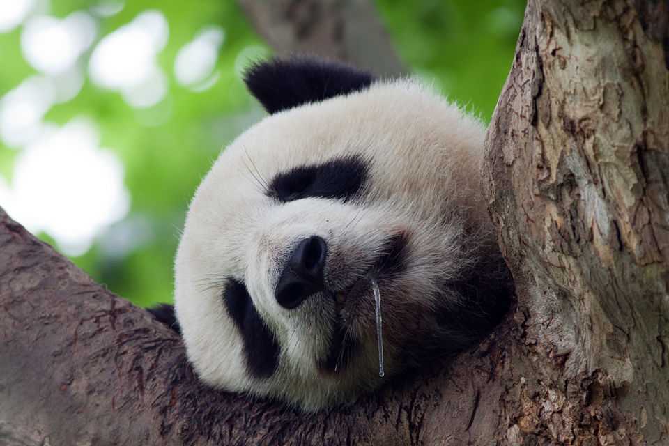 A drooling (captive) panda (Ailuropoda melanoleuca). Canon 50D, Canon EF 400mm f/5.6 L USM, 1/250, f/5.6, iso 320, handhold.