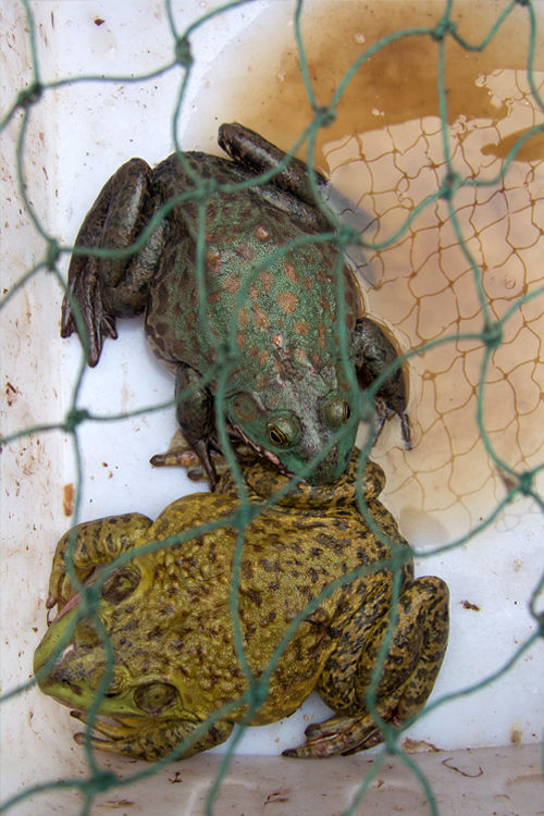 Two edible Chinese Edible Frog (Hoplobatrachus rugulosus) awaiting an buyer. Canon Powershot S100, 1/40, f/4, iso 80, handheld.