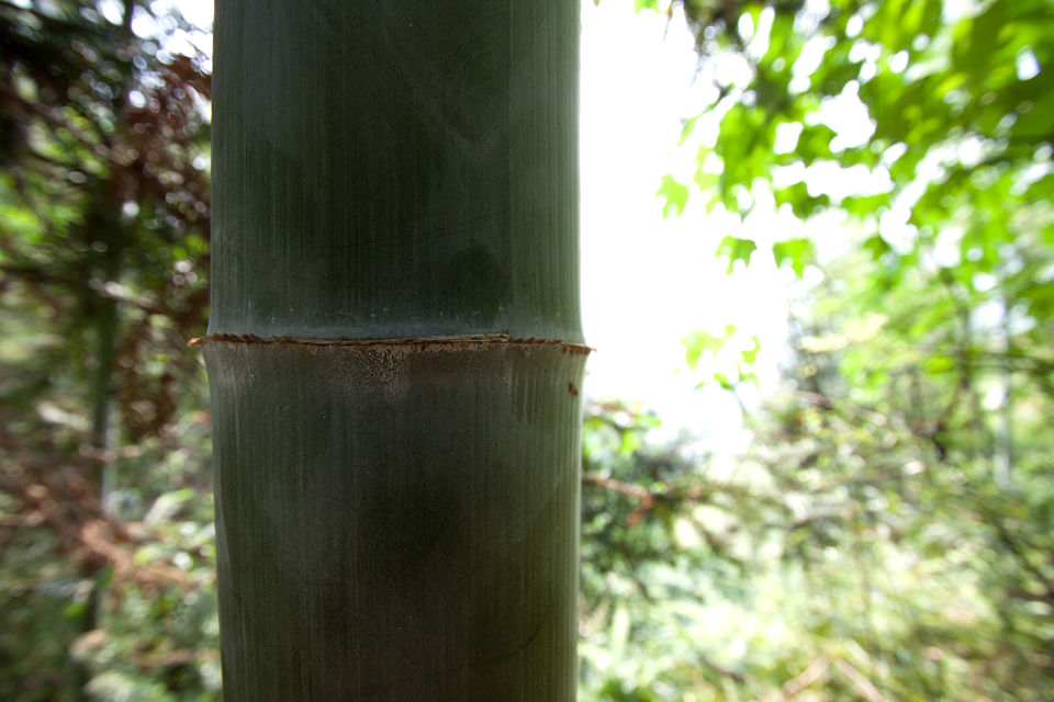 A detail of a bamboo shoot. Canon 50D, Canon EF-S 10-22mm f/3.5-4.5 USM, 1/60, f/5, iso 100, handheld.