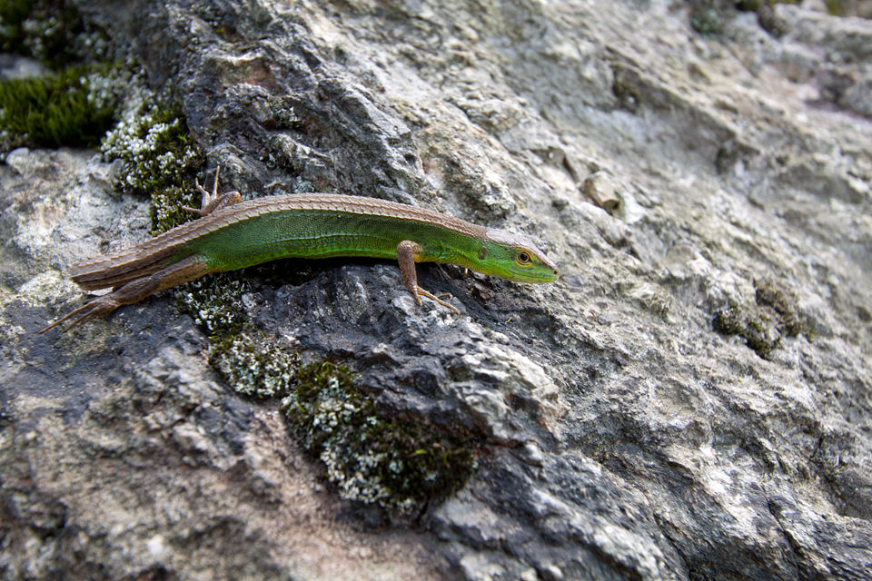 An unknown species of lizard lost its tail. Canon 50D, Canon EF-S 10-22mm f/3.5-4.5 USM, 1/100, f/8, iso 100, handheld.