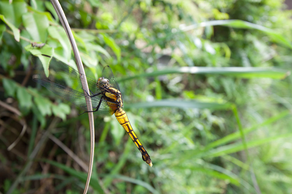 A resting dragonfly. Canon 50D, Canon EF-S 10-22mm f/3.5-4.5 USM, 1/60, f/6.3, iso 100, handheld.