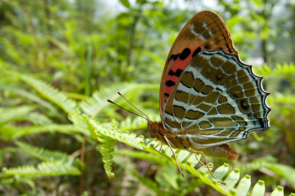 An unknown species of butterfly. Canon 50D, Canon EF-S 10-22mm f/3.5-4.5 USM, 1/125, f/9, iso 100, handheld.