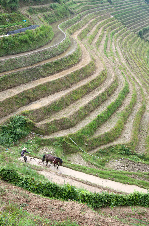 A farmer and his horse plowing paddy fields. Canon 50D, Canon EF-S 10-22mm f/3.5-4.5 USM, 1/100, f/8, iso 100, handheld.