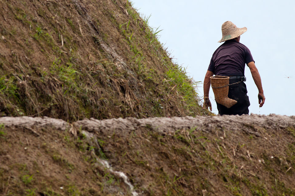 A farmer preparing his rice paddy surrounded by dragonflies. Canon 50D, Canon EF 400mm f/5.6 L USM, 1/500, f/8, iso 125, handhold.