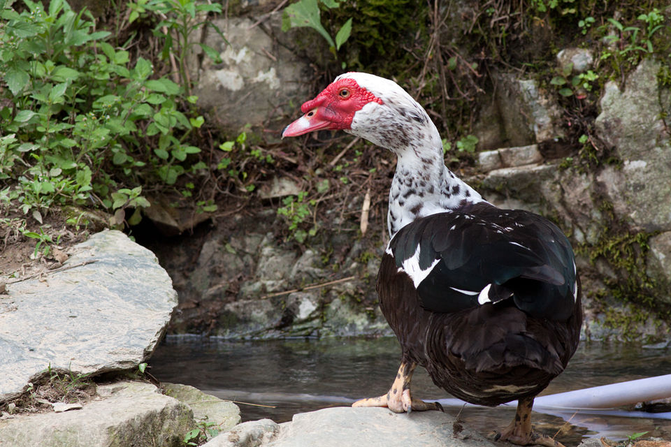 A domesticated Muscovy Duck (Cairina moschata). Canon 50D, Canon EF 400mm f/5.6 L USM, 1/500, f/8, iso 500, handhold.