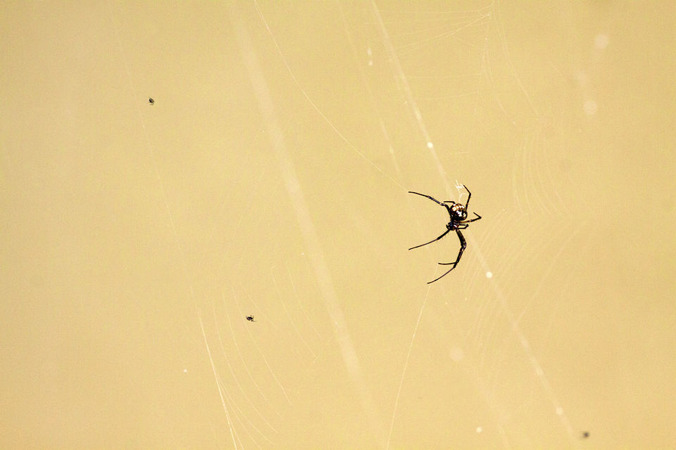 A spider dangling over a stream. A farmer preparing his rice paddy surrounded by dragonflies. Canon 50D, Canon EF 400mm f/5.6 L USM, 1/640, f/8, iso 1000, handhold.