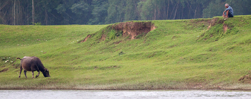 Panorama of a farmer and his water buffalo. Canon 50D, Canon EF 400mm f/5.6 L USM, 1/320, f/6.3, iso 1600, handhold, stitched image.