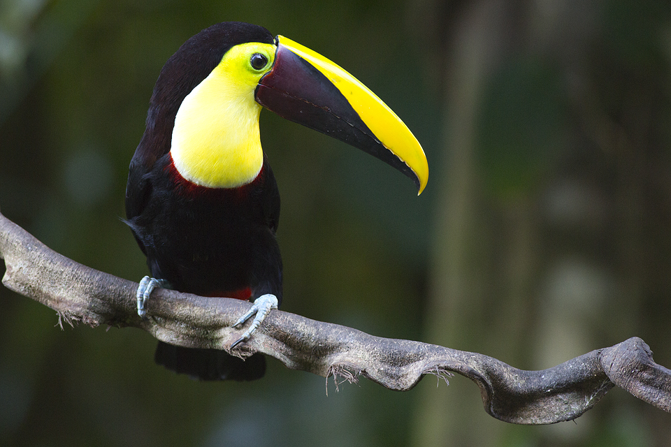 Chestnut-mandibled toucan (Ramphastos ambiguus). Canon 5D Mark III, Canon EF 400mm f/5.6 L USM, 1/160, f/5.6, iso 3200, tripod.