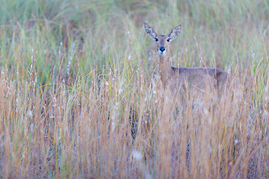 A curious female southern reedbuck (Redunca arundinum) in the early morning light.