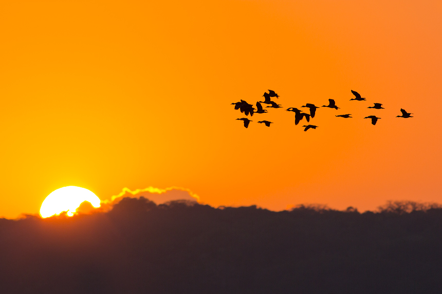 Flying ducks at a typical African sunrise.