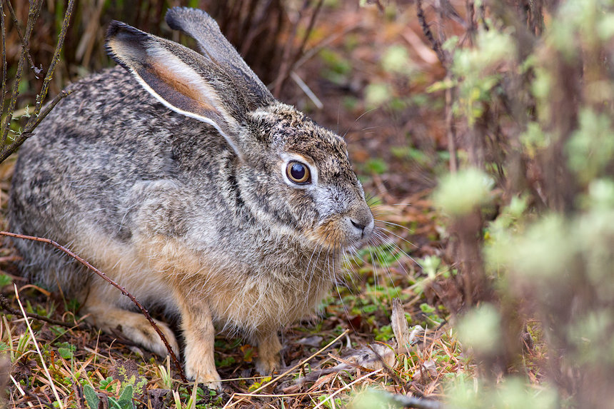 There is wildlife here, if you look closely: like this Ethiopian hare (Lepus fagani)