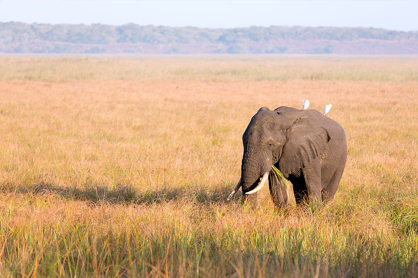 Pretty exhilarating to track a bull African bush elephant (Loxodonta africana) on foot.