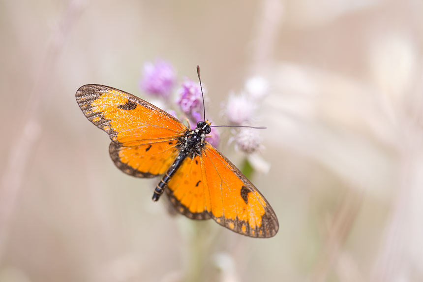 Macro opportunity where limited due to the time of the year. If this is an orange acraea (Acraea anacreon) though, its pretty late!