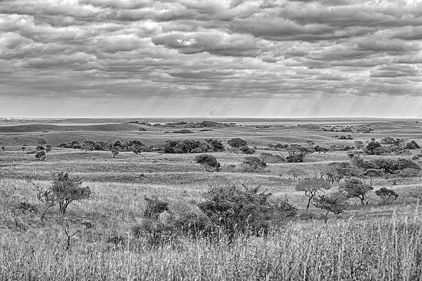 A black-and-white shot of the rolling grasslands with smoke of three distinct illegal burns on the horizon.