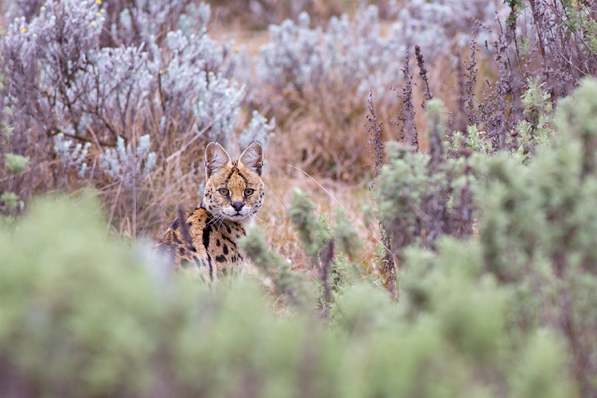 An elusive Serval (Leptailurus serval) at the Gaysay Grasslands