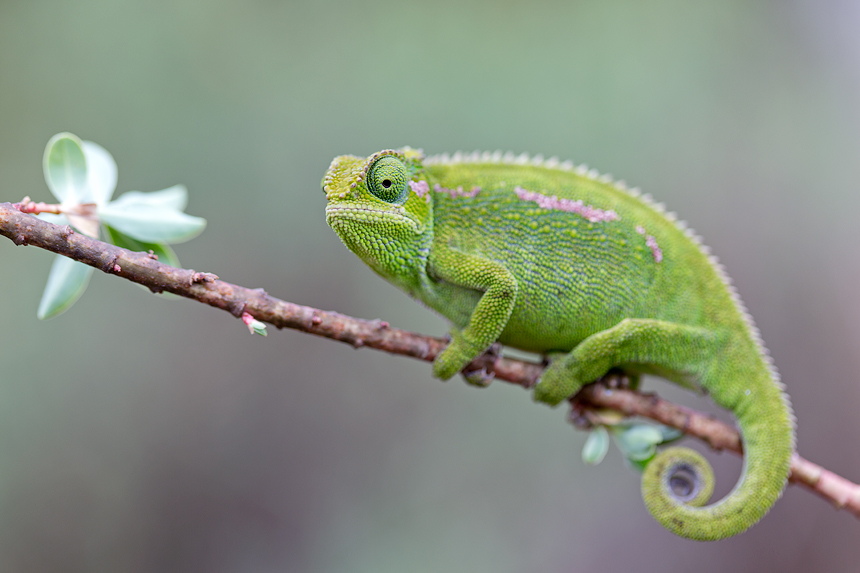 Another Chamaeleo species: super cool animals!