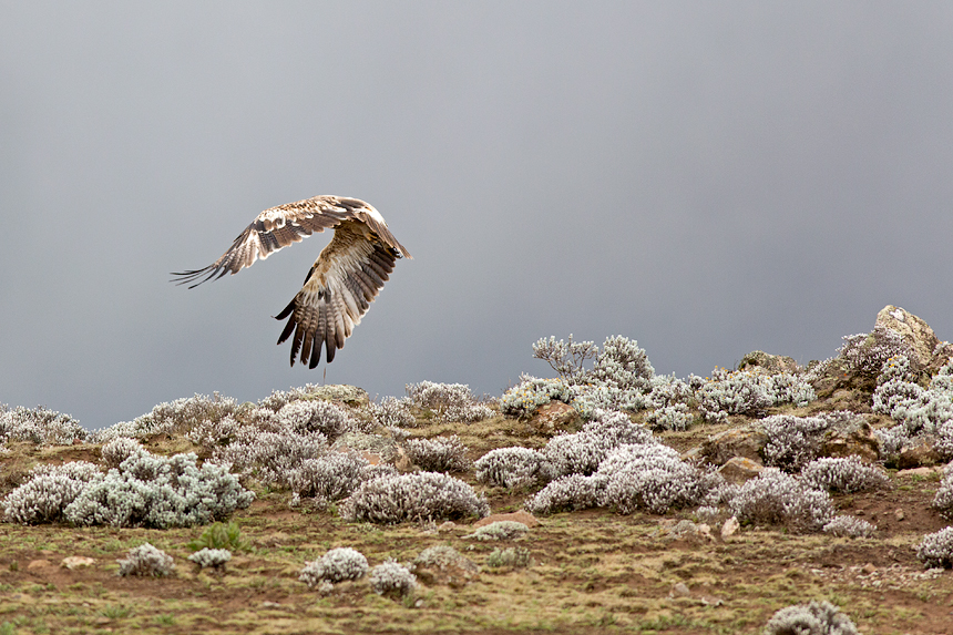Ethiopian wolves were not the only predators here: a steppe eagle (Aquila nipalensis)