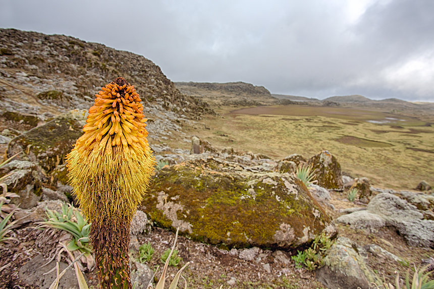 A flowering red-hot poker (Kniphofia sp.) at the Sanetti Plateau