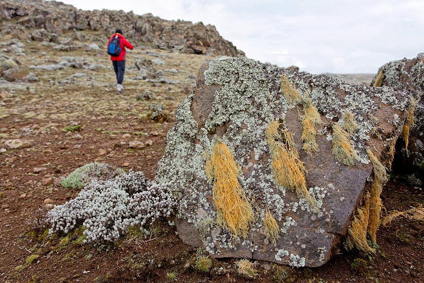 Hiking at the altitude is tough, and so is the vegetation