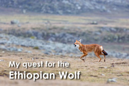 New photos: my quest for the Ethiopian wolf