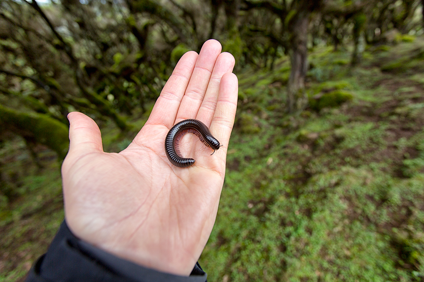 We found this millipede in the Erica Belt (XXL specimens of tree heath, Erica arborea).
