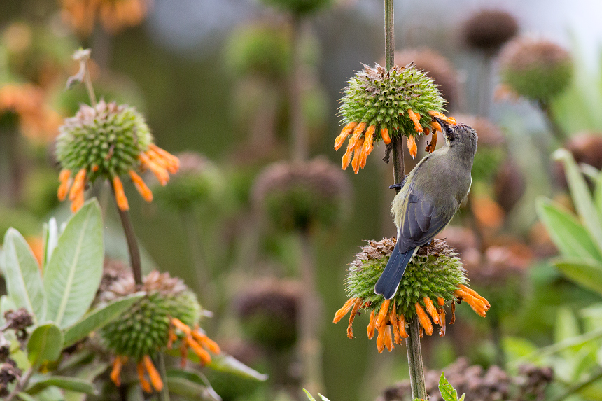 A female sunbird.