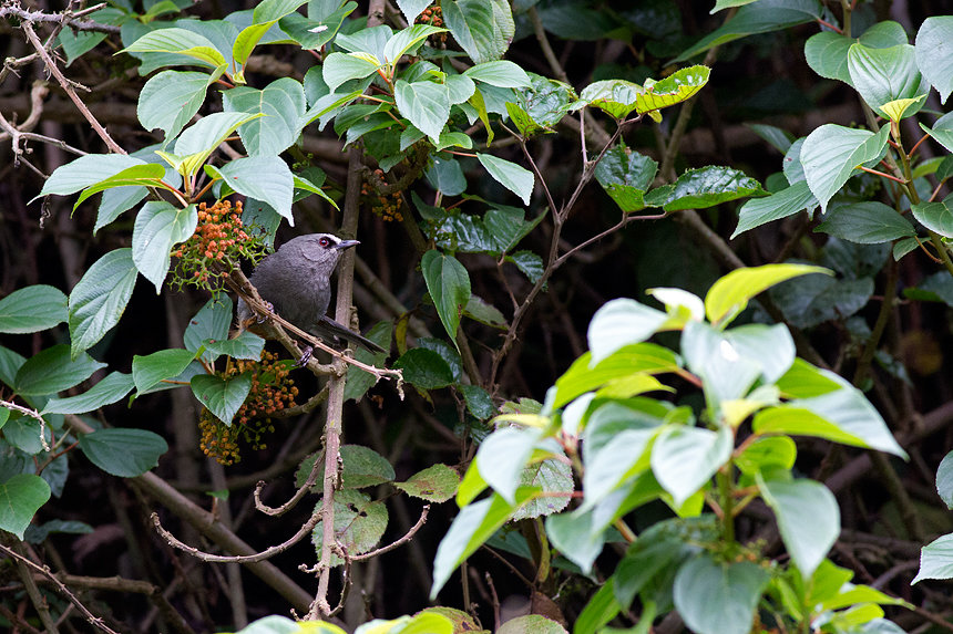 The endemic Abyssinian catbird (Parophasma galinieri).