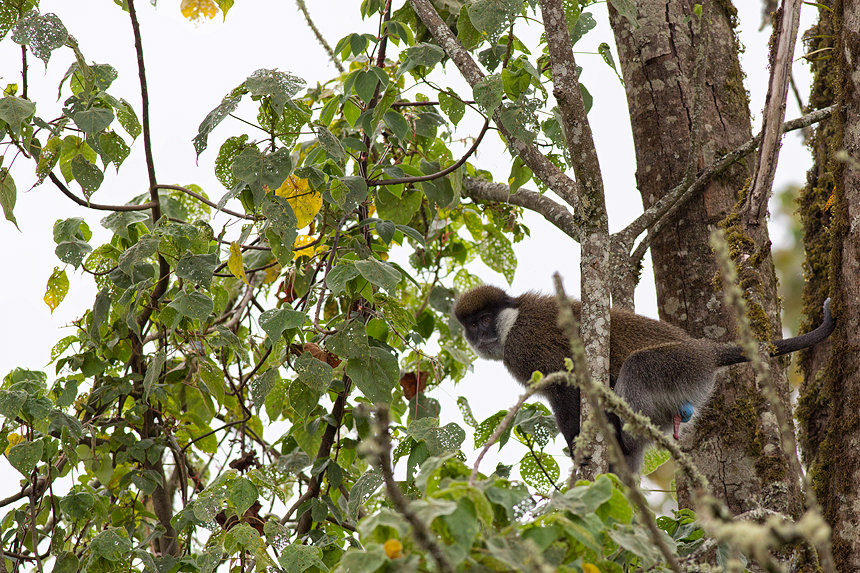 A Bale monkey giving new meaning to the urban slang "blue balls"...