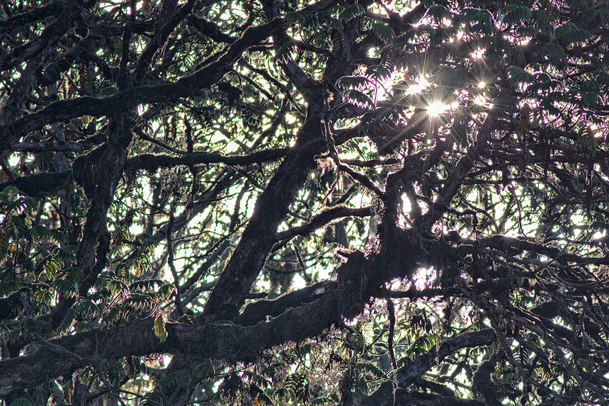 Sunlight filtering through the moss-draped trees of the Erica belt, just above Harenna forest.