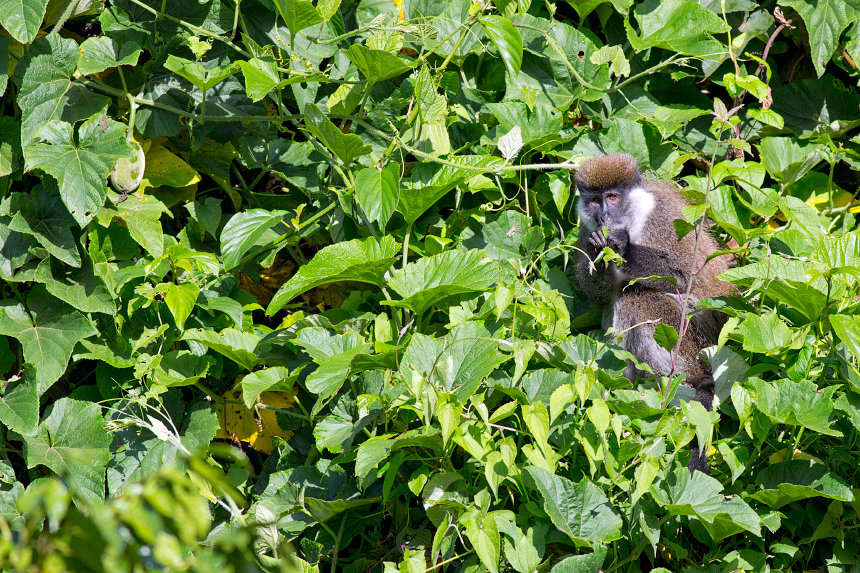 An endemic Bale monkey (Chlorocebus djamdjamensis).