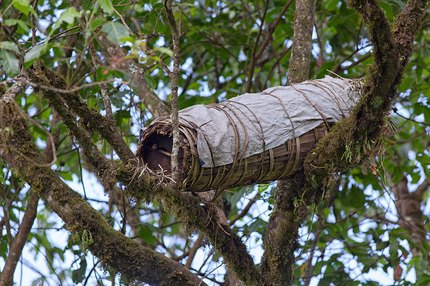 One of many bee hives, placed high in the canopy.