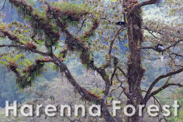 Harenna Forest: Ethiopia’s largest cloud forest