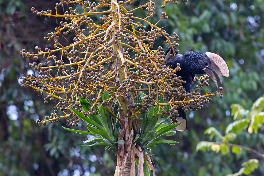 A male silvery-cheeked hornbill (Bycanistes brevis) having a snack.