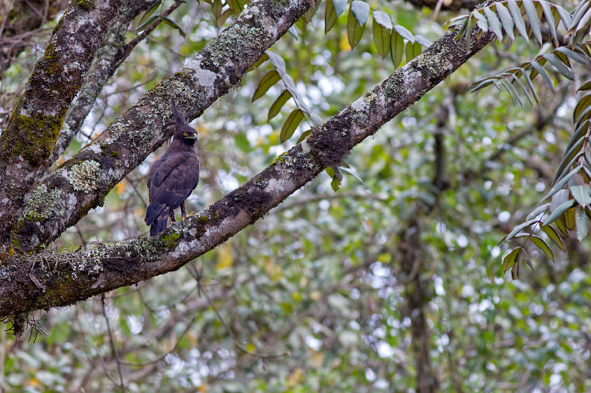 A serious looking hipster, I mean long-crested eagle (Lophaetus occipitalis).
