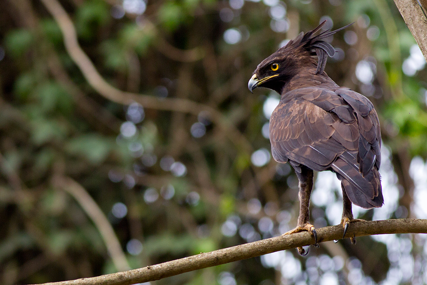 Big talons, gleaming eyes and a cool hairdo: the long-crested eagle (Lophaetus occipitalis).